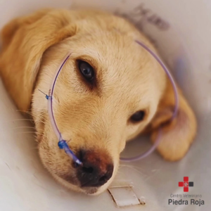 Centro Veterinario Piedra Roja