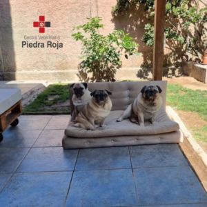Centro Veterinario Piedra Roja