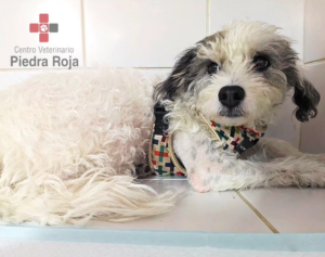 Centro Veterinario Piedra Roja