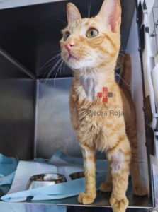 Centro Veterinario Piedra Roja