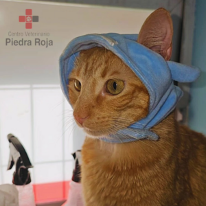 Centro Veterinario Piedra Roja