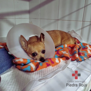 Centro Veterinario Piedra Roja