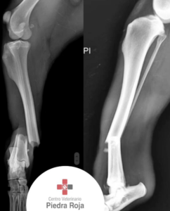 Centro Veterinario Piedra Roja