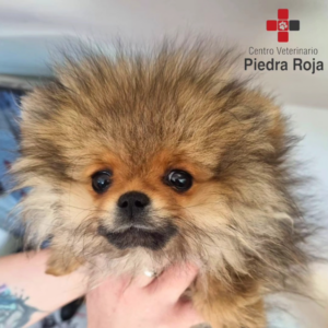 Centro Veterinario Piedra Roja