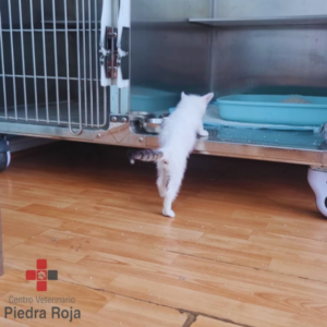 Centro Veterinario Piedra Roja