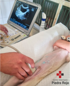 Centro Veterinario Piedra Roja