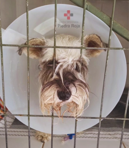 Centro Veterinario Piedra Roja