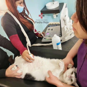 Centro Veterinario Piedra Roja