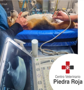 Centro Veterinario Piedra Roja