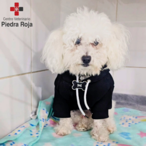 Centro Veterinario Piedra Roja
