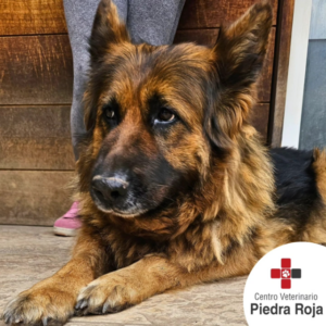 Centro Veterinario Piedra Roja