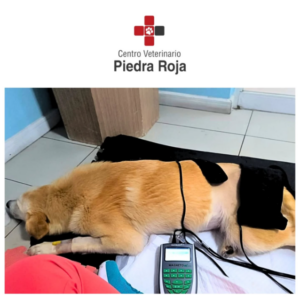 Centro Veterinario Piedra Roja