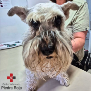 Centro Veterinario Piedra Roja
