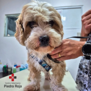 Centro Veterinario Piedra Roja