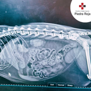 Centro Veterinario Piedra Roja