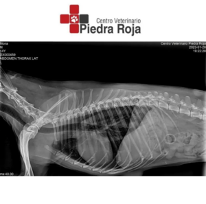Centro Veterinario Piedra Roja