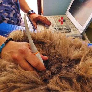 Centro Veterinario Piedra Roja