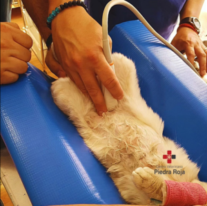 Centro Veterinario Piedra Roja