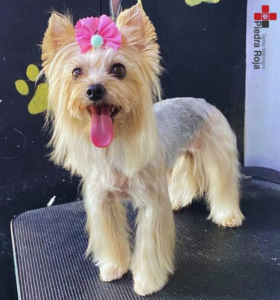 Centro Veterinario Piedra Roja