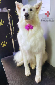 Centro Veterinario Piedra Roja