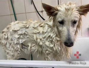Centro Veterinario Piedra Roja