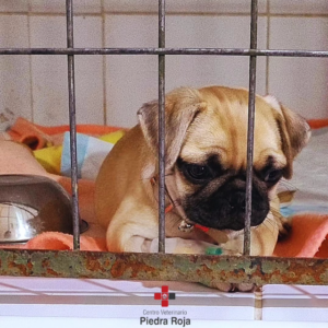 Centro Veterinario Piedra Roja