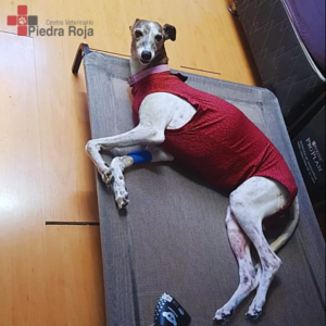 Centro Veterinario Piedra Roja