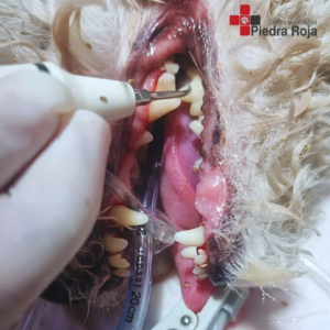 Centro Veterinario Piedra Roja