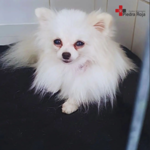 Centro Veterinario Piedra Roja