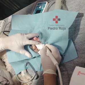 Centro Veterinario Piedra Roja