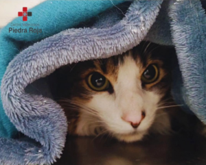 Centro Veterinario Piedra Roja