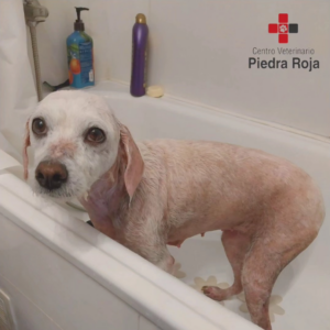 Centro Veterinario Piedra Roja