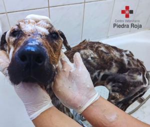 Centro Veterinario Piedra Roja