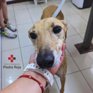 Centro Veterinario Piedra Roja