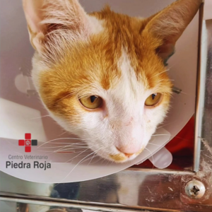 Centro Veterinario Piedra Roja