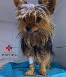 Centro Veterinario Piedra Roja